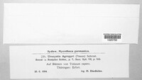 Urocystis agropyri image
